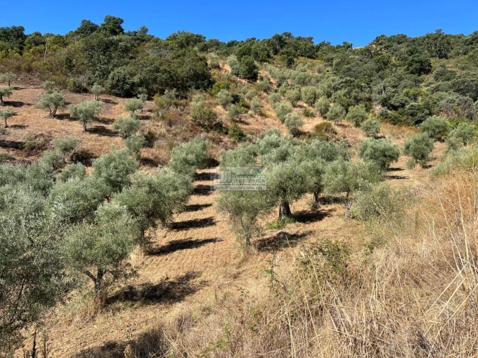 Quinta para Venda em Alfandega da Fe Foto 7