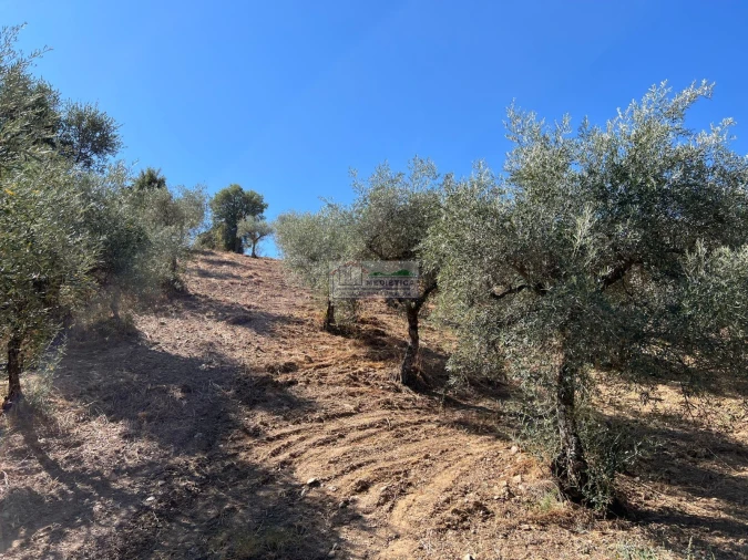 Quinta para Venda em Alfandega da Fe Foto 13