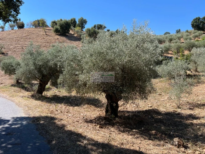 Quinta para Venda em Alfandega da Fe Foto 14