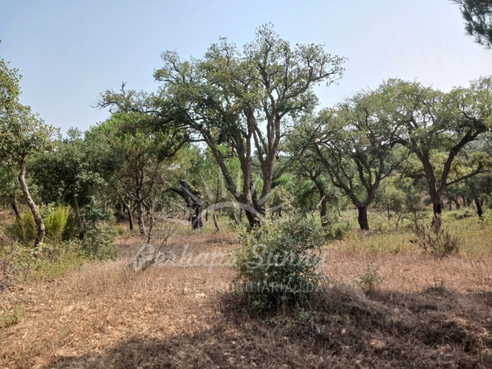 Terreno Misto para Venda em Cercal Foto 21