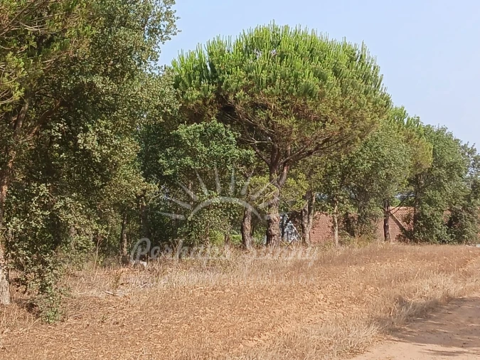 Terreno Misto para Venda em Cercal Foto 3