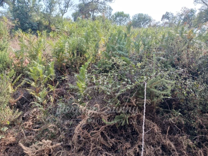 Terreno Misto para Venda em Cercal Foto 5