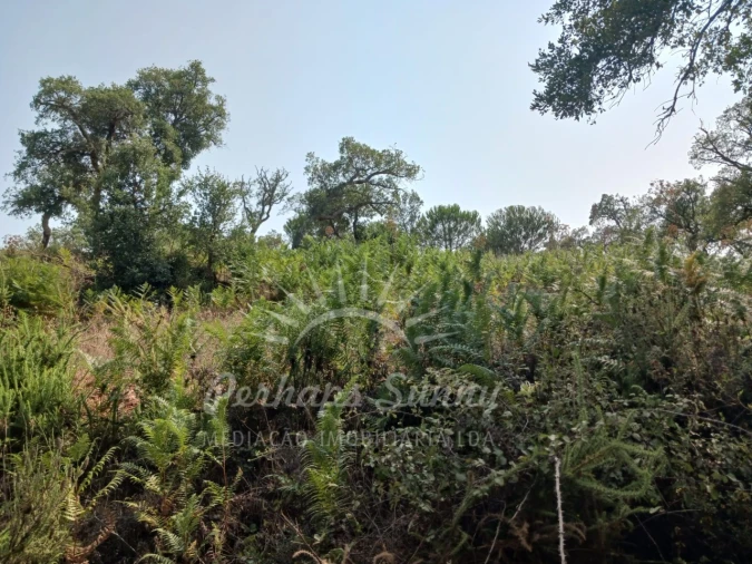 Terreno Misto para Venda em Cercal Foto 6