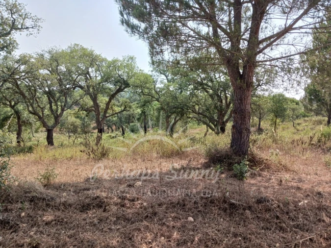 Terreno Misto para Venda em Cercal Foto 12