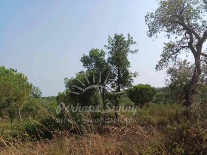 Terreno Misto para Venda em Cercal Foto 18