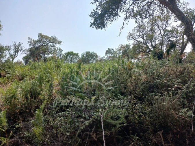 Terreno Misto para Venda em Cercal Foto 19