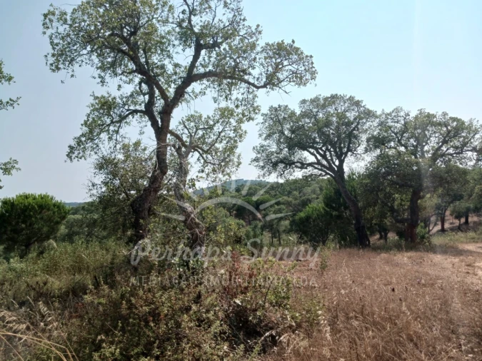 Terreno Misto para Venda em Cercal Foto 20