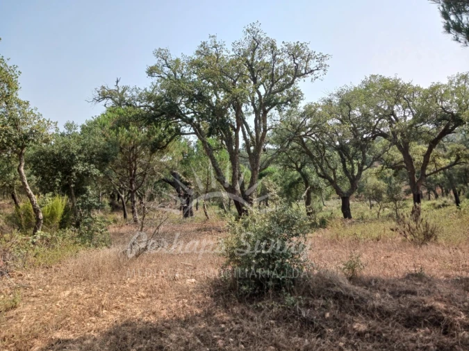 Terreno Misto para Venda em Cercal Foto 21