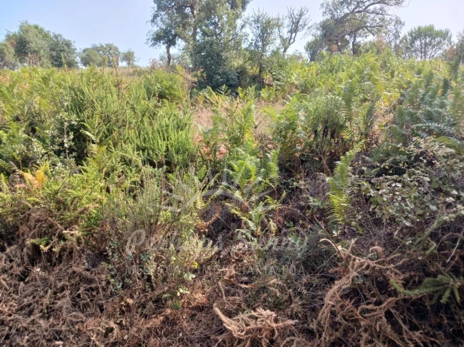 Terreno Misto para Venda em Cercal Foto 26