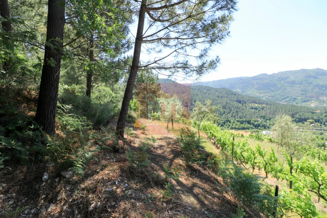 Quinta T0 para Venda em Amarante (São Gonçalo), Madalena, Cepelos e Gatão Foto 48