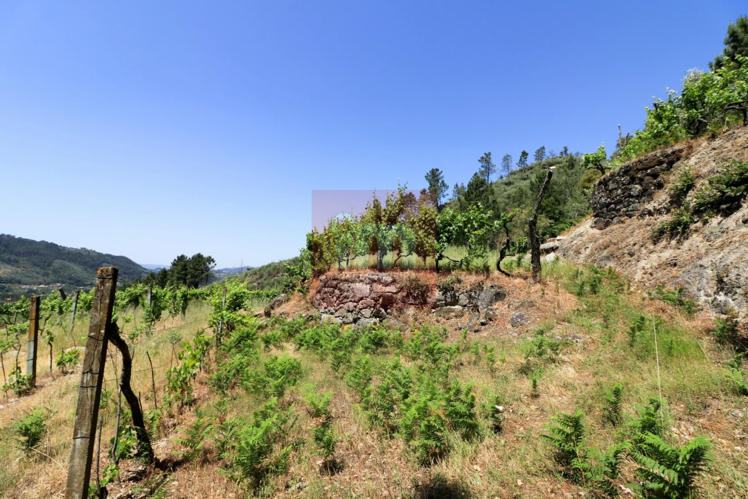 Quinta T0 para Venda em Amarante (São Gonçalo), Madalena, Cepelos e Gatão Foto 53