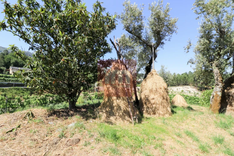 Quinta T0 para Venda em Amarante (São Gonçalo), Madalena, Cepelos e Gatão Foto 37
