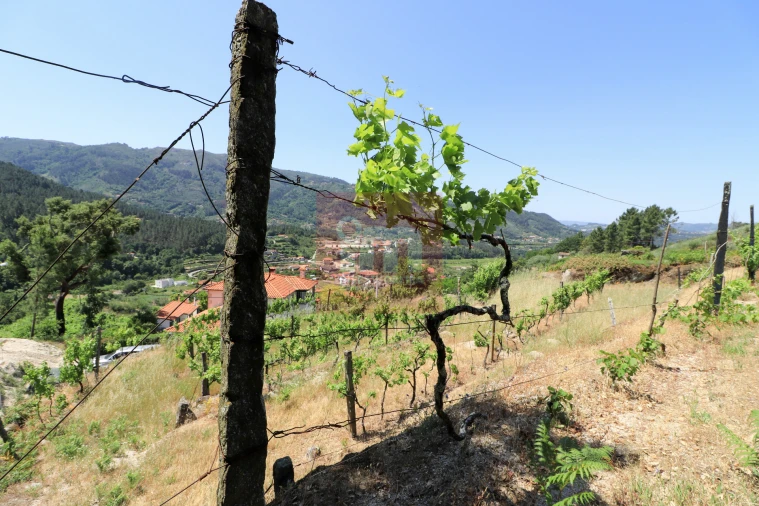 Quinta T0 para Venda em Amarante (São Gonçalo), Madalena, Cepelos e Gatão Foto 46
