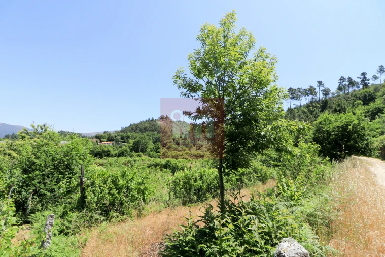 Quinta T0 para Venda em Amarante (São Gonçalo), Madalena, Cepelos e Gatão Foto 32