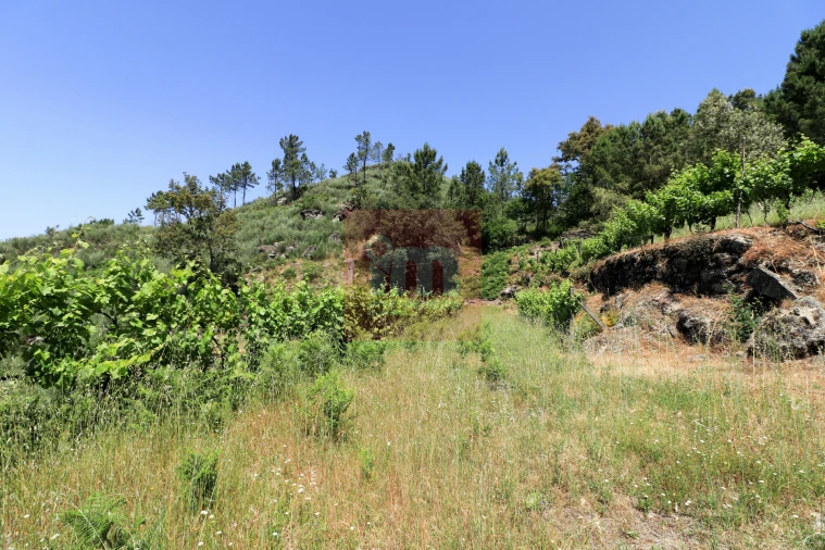 Quinta T0 para Venda em Amarante (São Gonçalo), Madalena, Cepelos e Gatão Foto 54