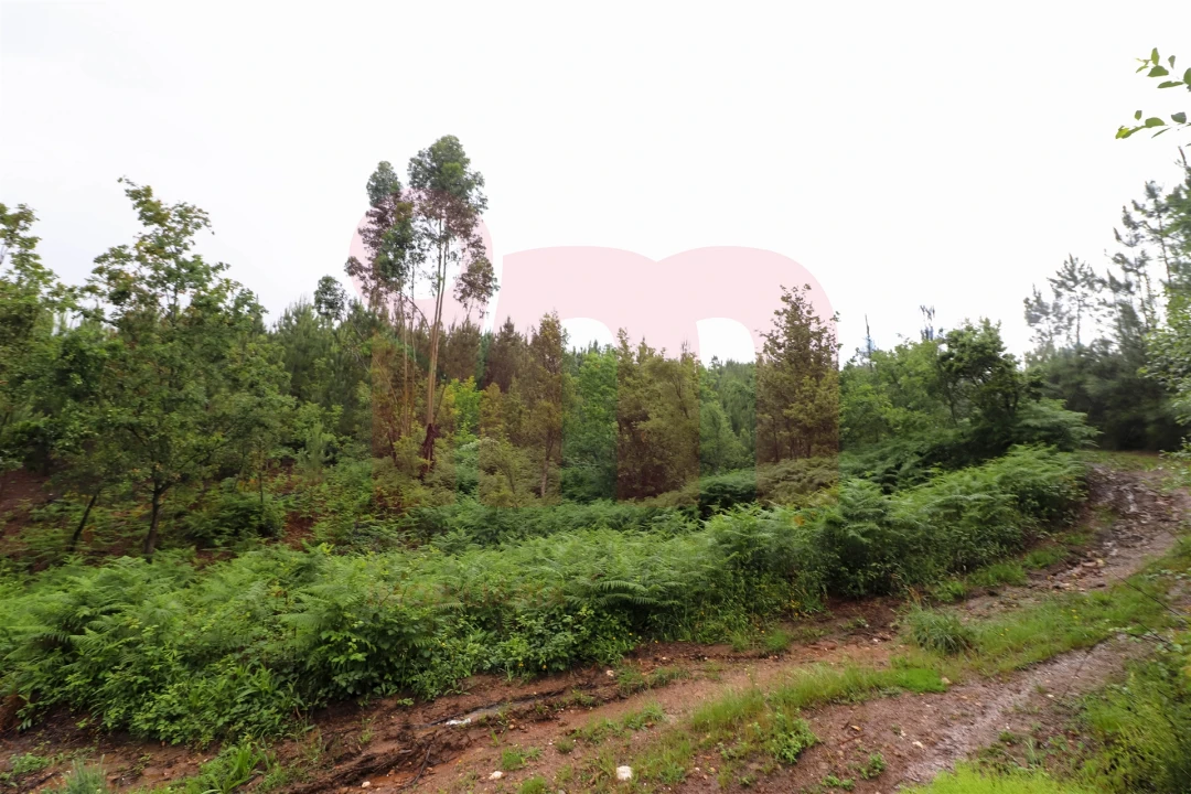 Terreno Misto para Venda em Atei Foto 4