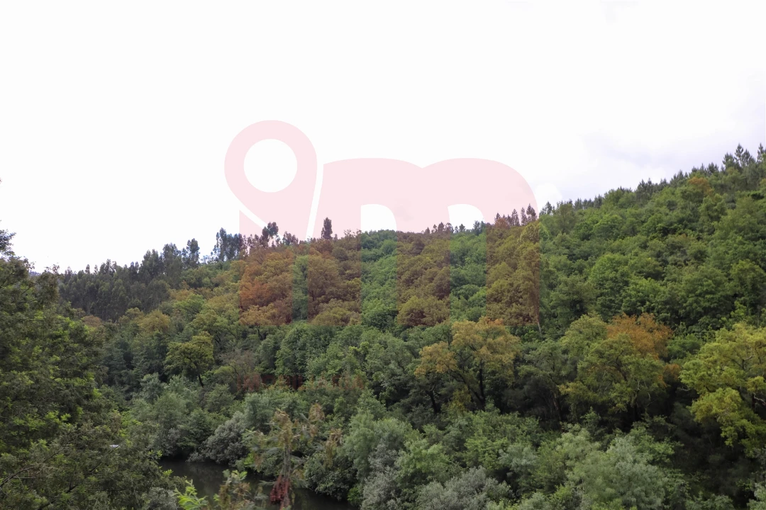 Terreno Misto para Venda em Atei Foto 5