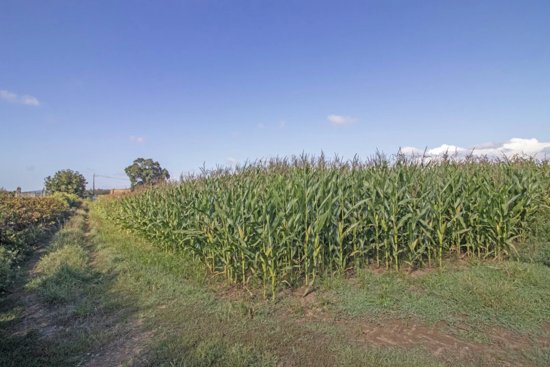 Quinta T5 para Venda em Macieira da Maia Foto 14