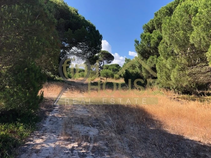 Terreno Agricola ou Rústico para Venda em Melides Foto 7