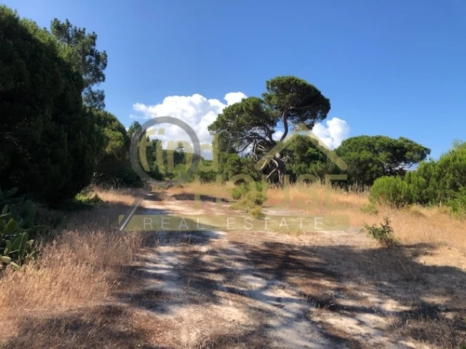 Terreno Agricola ou Rústico para Venda em Melides Foto 9