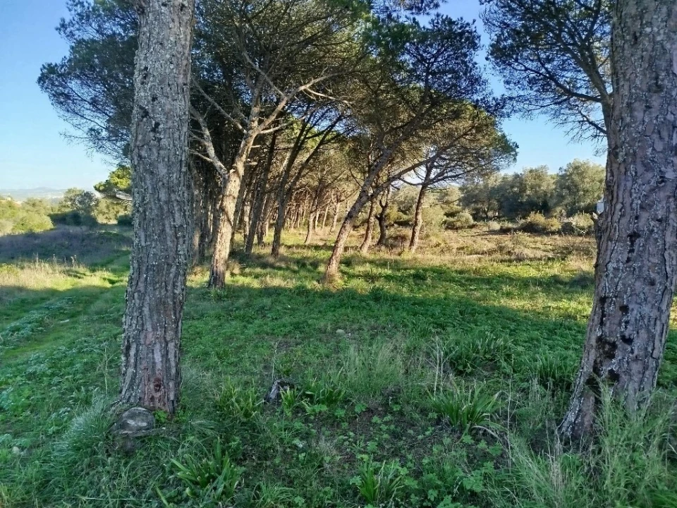 Terreno para Venda em Santa Maria e São Miguel, São Martinho, São Pedro Penaferrim Foto 3