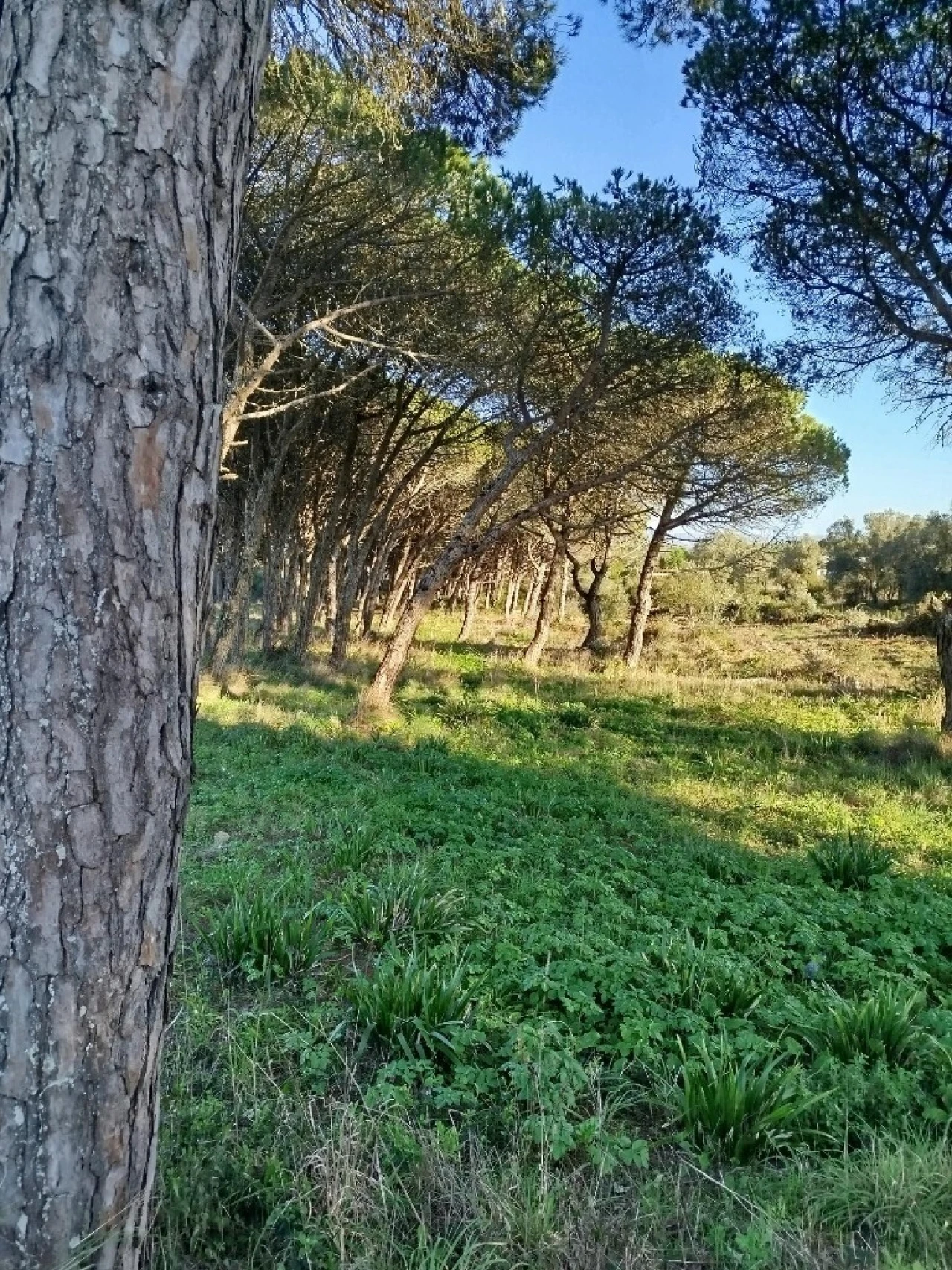 Terreno para Venda em Santa Maria e São Miguel, São Martinho, São Pedro Penaferrim Foto 2