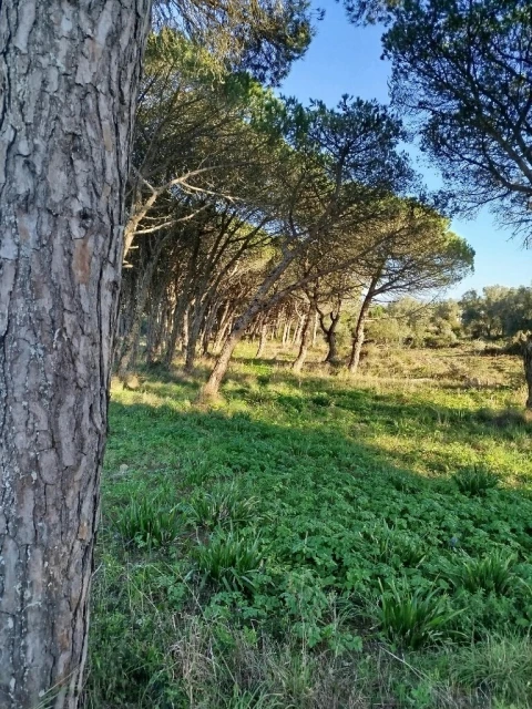 Terreno para Venda em Santa Maria e São Miguel, São Martinho, São Pedro Penaferrim