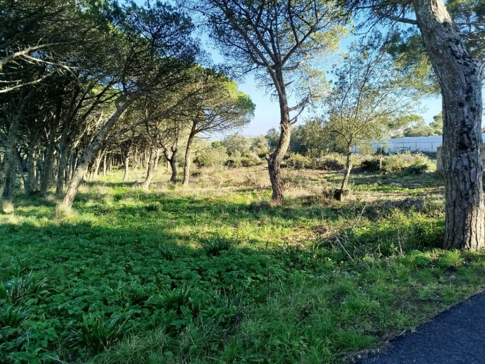Terreno para Venda em Santa Maria e São Miguel, São Martinho, São Pedro Penaferrim Foto 4