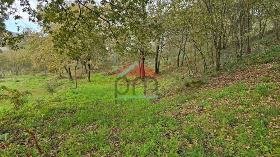 Terreno para Venda em Penacova Foto 5