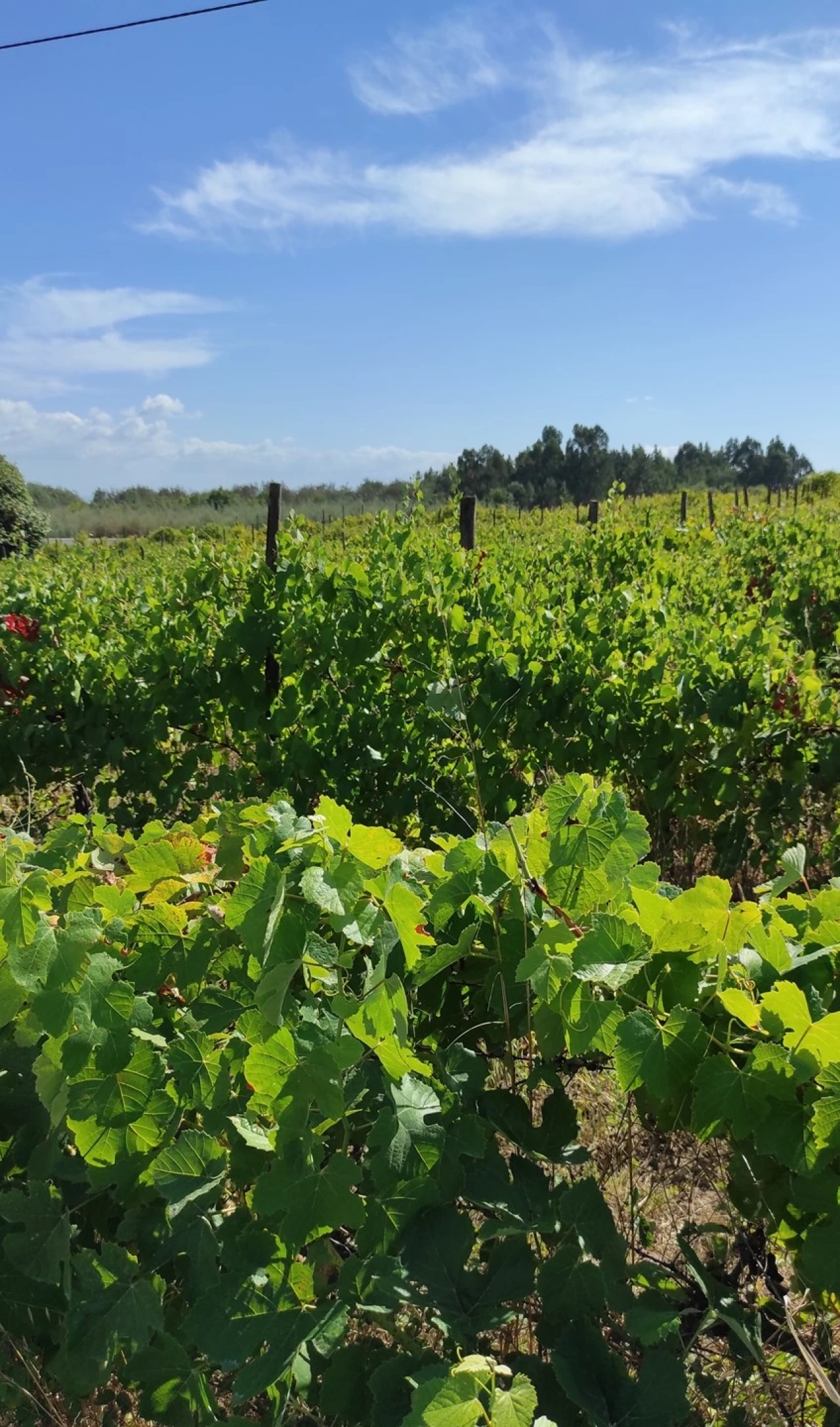 Quinta T57 para Venda em São João de Areias Foto 26