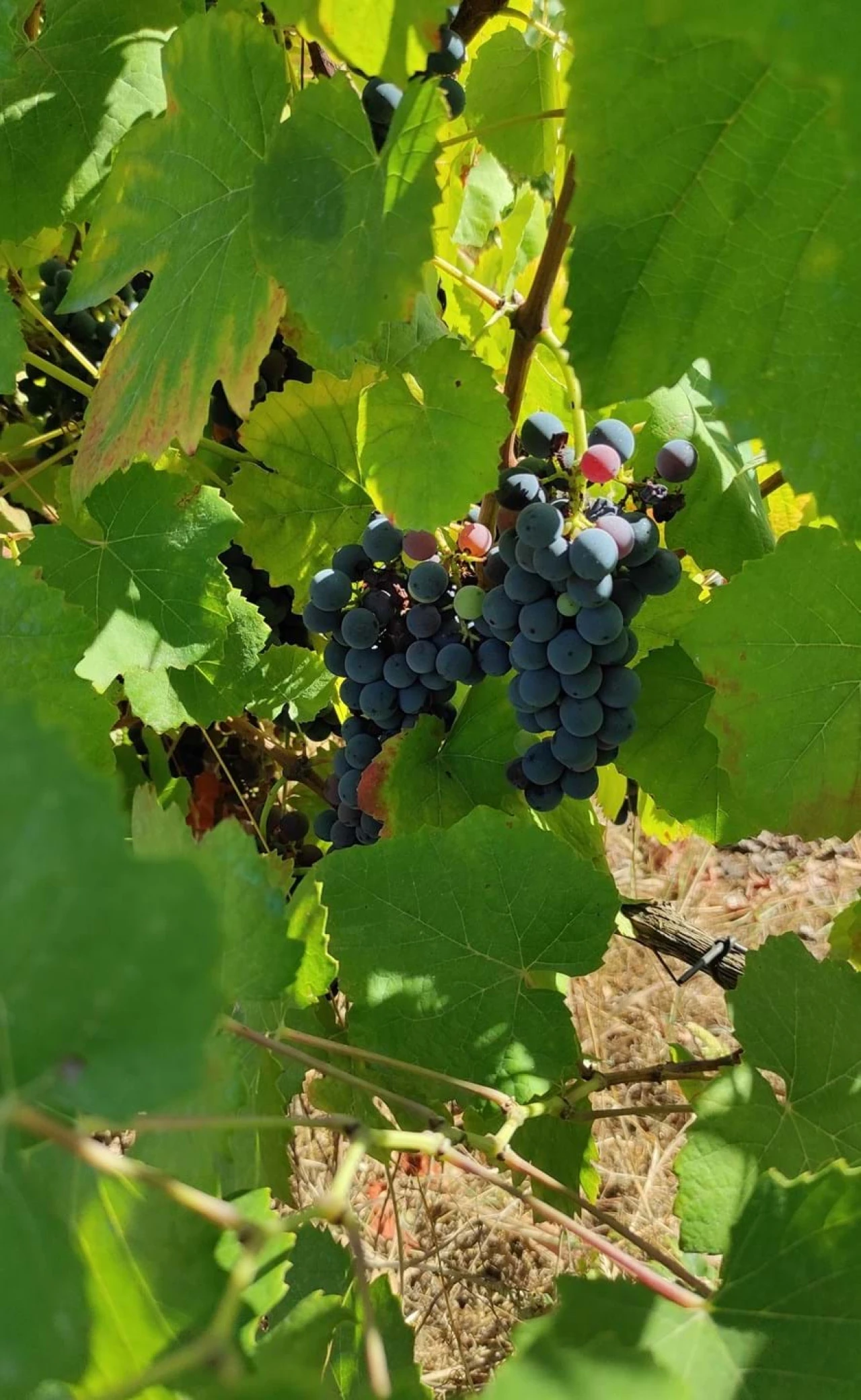 Quinta T57 para Venda em São João de Areias Foto 25