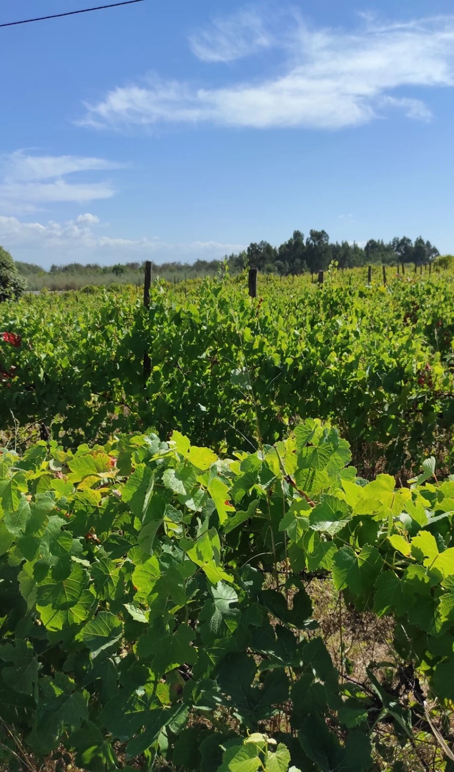 Quinta T57 para Venda em São João de Areias Foto 26