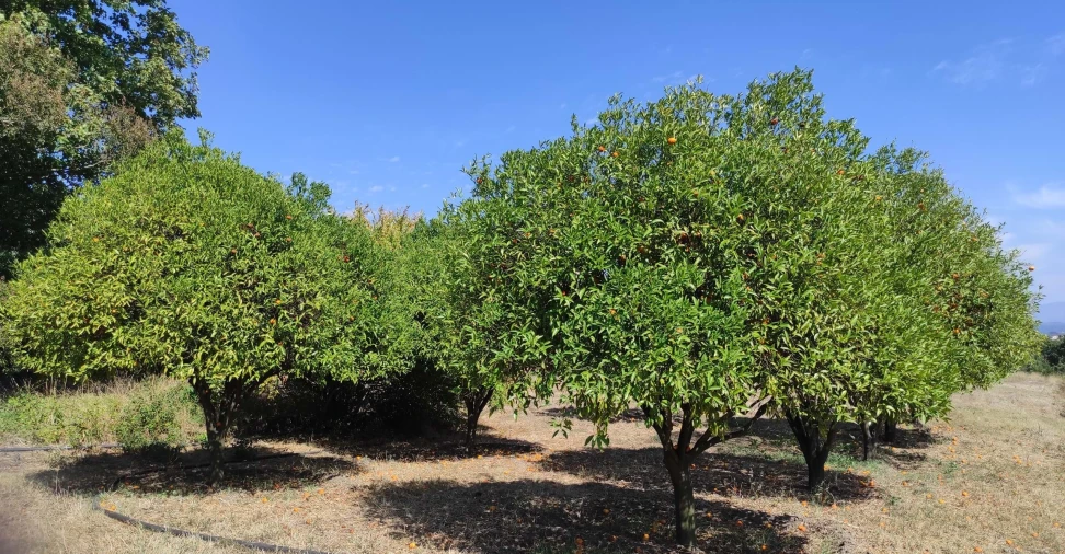 Quinta T57 para Venda em São João de Areias Foto 10