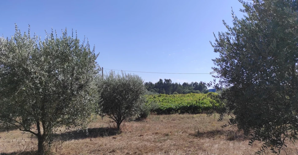 Quinta T57 para Venda em São João de Areias Foto 7