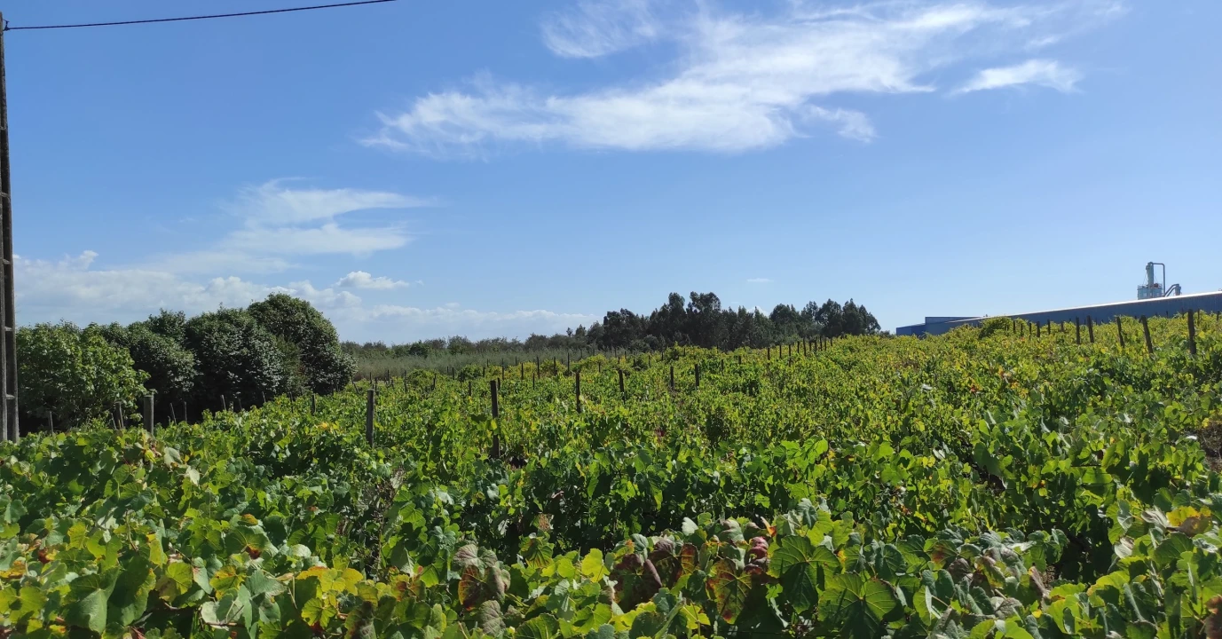 Quinta T57 para Venda em São João de Areias Foto 24