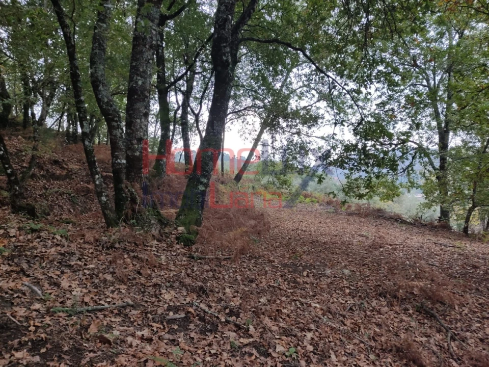 Terreno para Venda em Castro Daire Foto 9