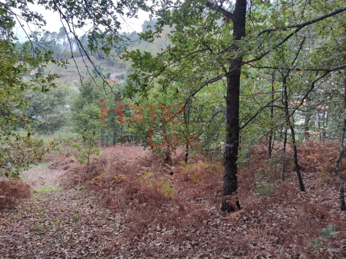 Terreno para Venda em Castro Daire Foto 11