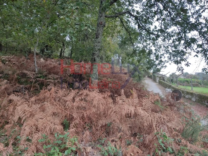 Terreno para Venda em Castro Daire Foto 18