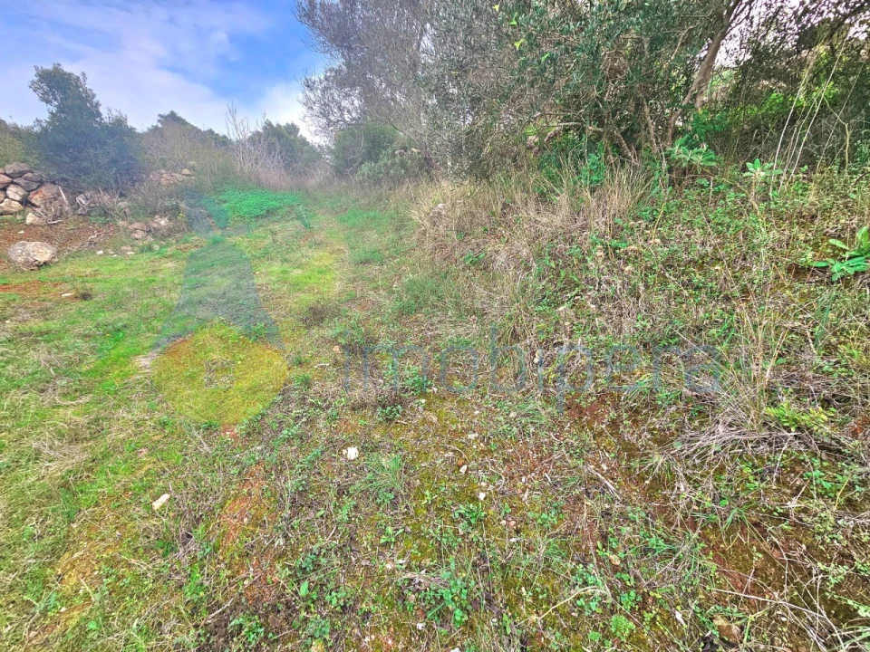 Terreno Agricola ou Rústico para Venda em São Bartolomeu de Messines Foto 5