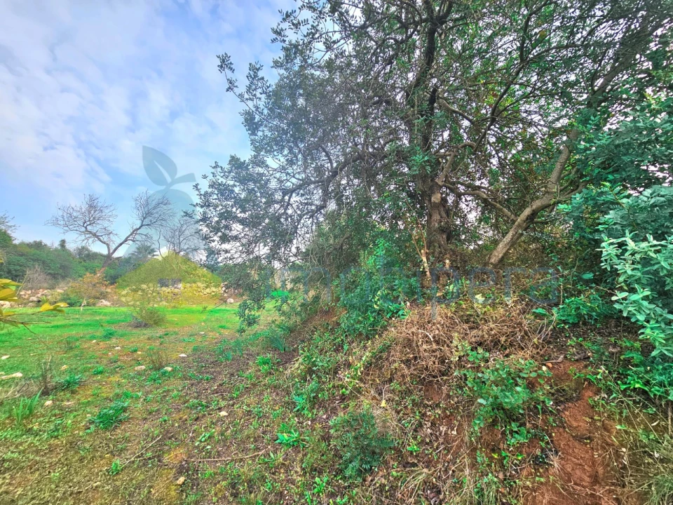 Terreno Agricola ou Rústico para Venda em São Bartolomeu de Messines Foto 4