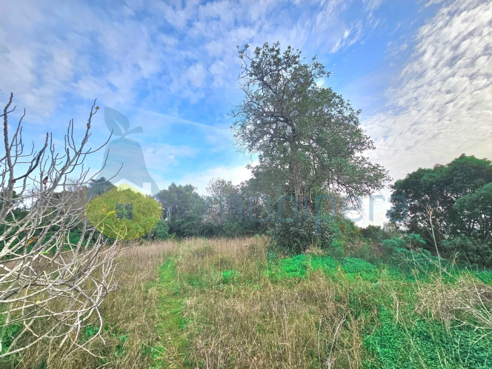Terreno Agricola ou Rústico para Venda em São Bartolomeu de Messines Foto 6