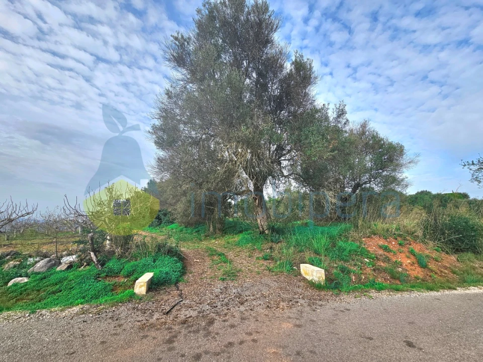 Terreno Agricola ou Rústico para Venda em São Bartolomeu de Messines Foto 2