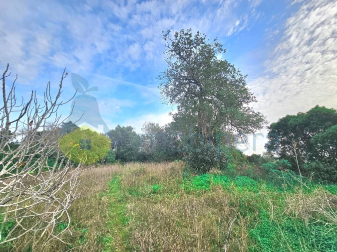 Terreno Agricola ou Rústico para Venda em São Bartolomeu de Messines Foto 6