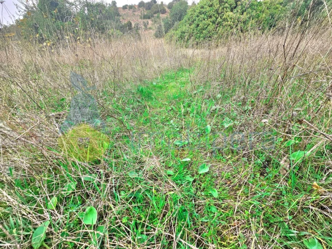 Terreno Agricola ou Rústico para Venda em São Bartolomeu de Messines Foto 7
