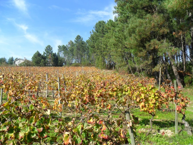 Terreno para Venda em São João de Lourosa Foto 1
