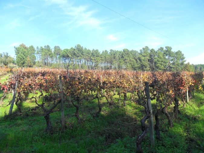 Terreno para Venda em São João de Lourosa Foto 5
