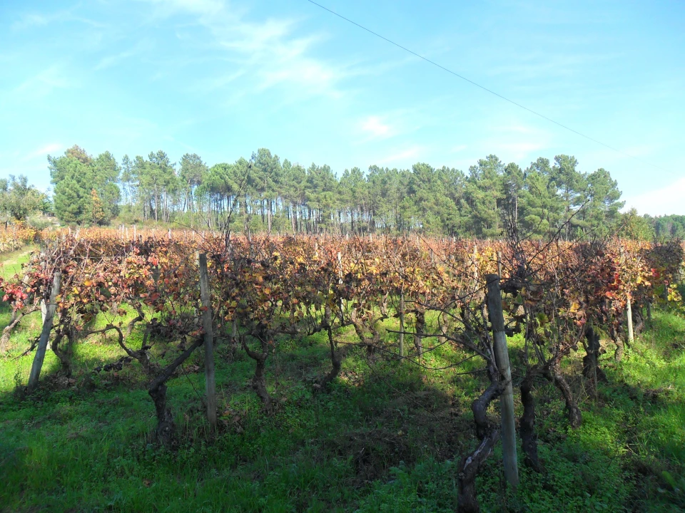 Terreno para Venda em São João de Lourosa Foto 5