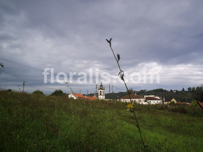 Terreno para Venda em Santos Evos Foto 4