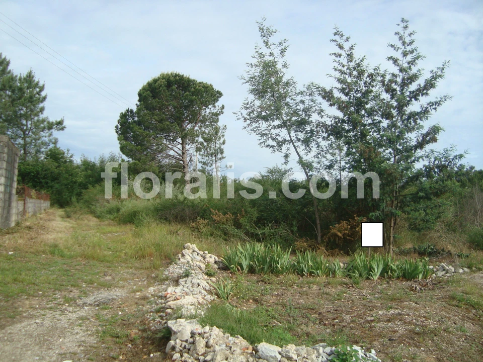 Terreno para Venda em Repeses e São Salvador Foto 3