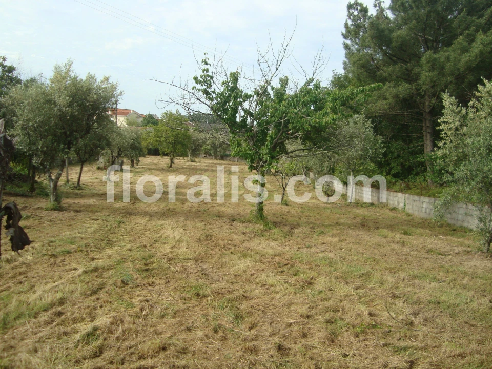 Terreno para Venda em Repeses e São Salvador Foto 1